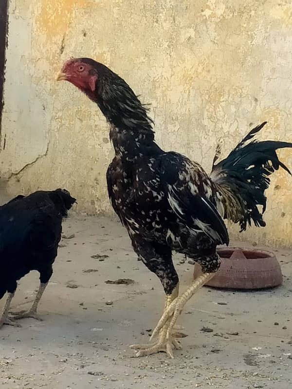 Taikra nayab breed aseel murga old blodline 1