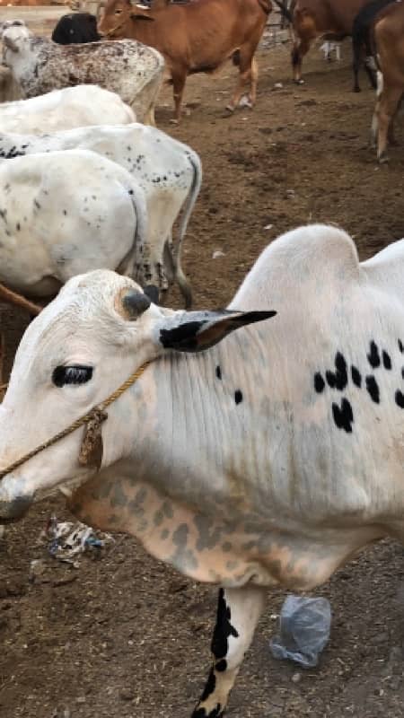 bachry and bachiya for sale 5