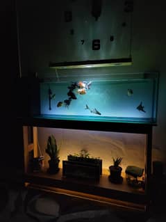 Brand new aquarium for sale