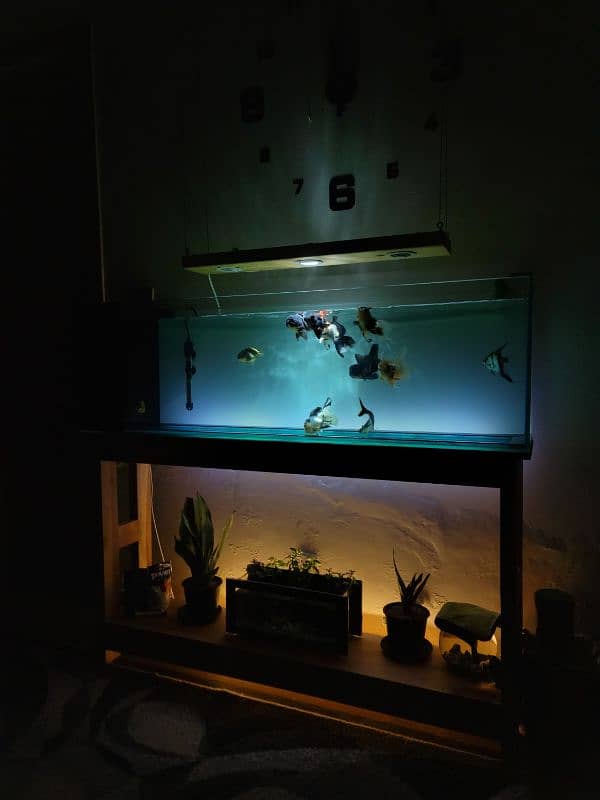 Brand new aquarium for sale 4