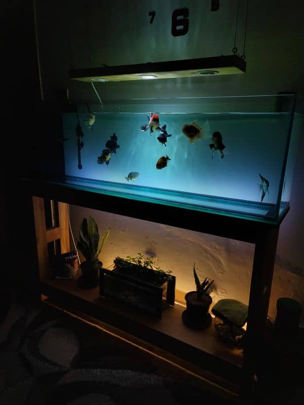 Brand new aquarium for sale 5