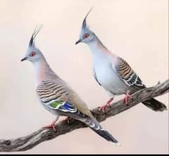 Austrailian doves