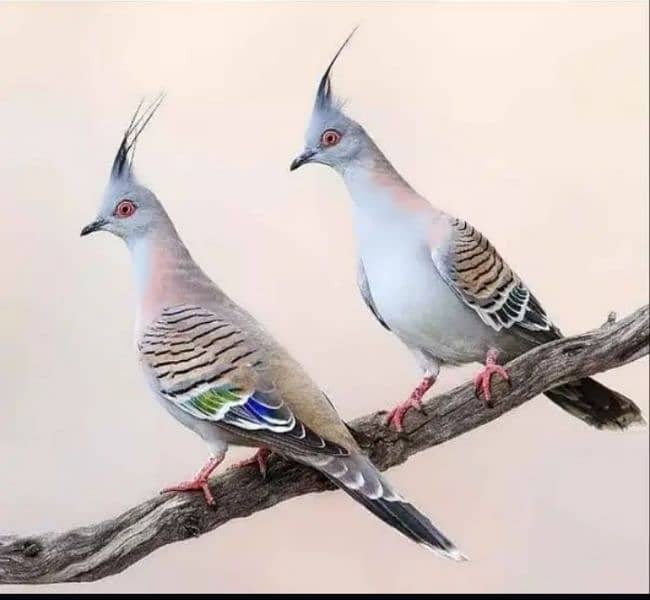 Austrailian doves 0