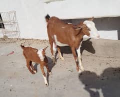 teddy bakri with male kid