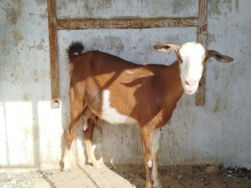 brown teddy ablack bakri with male kid 1