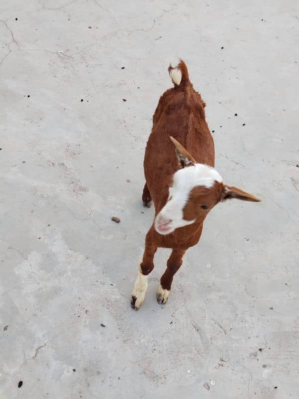 brown teddy ablack bakri with male kid 2