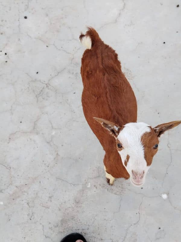 brown teddy ablack bakri with male kid 3