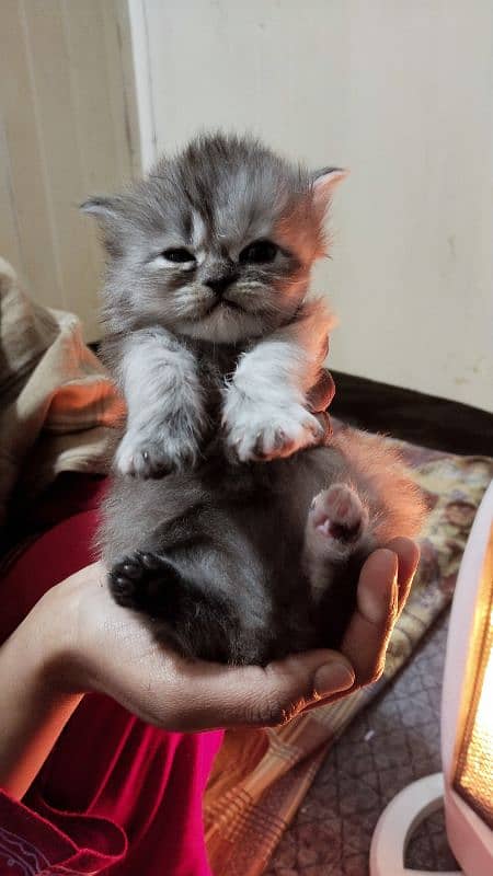 triple coat pair grey colur male and female 0