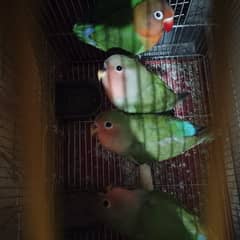love birds breeder pairs and patha available for sale