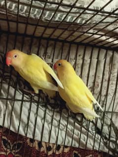 Love bird