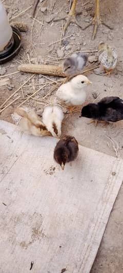 Aseel Chicks For Sale