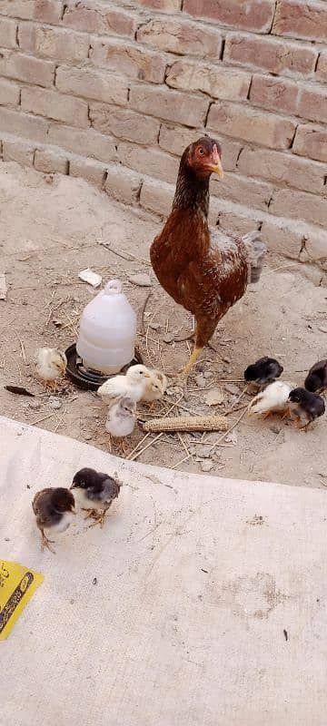 Aseel Chicks For Sale 1