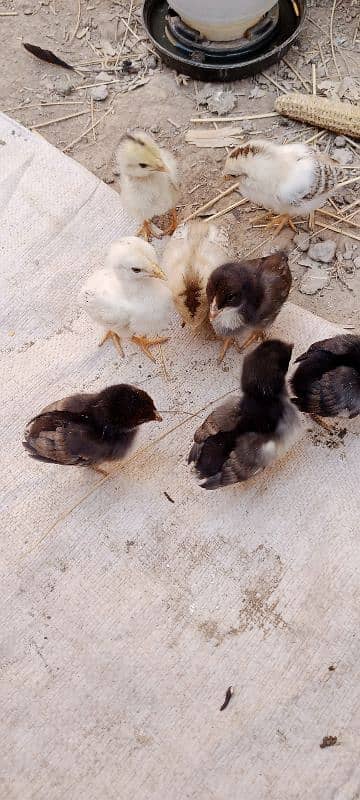 Aseel Chicks For Sale 2