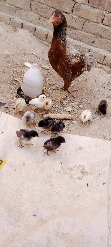 Aseel Chicks For Sale 3