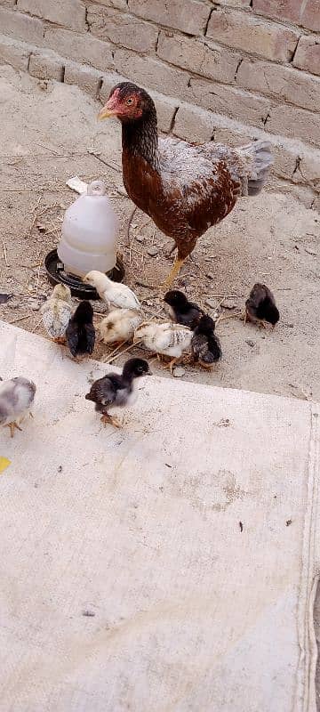 Aseel Chicks For Sale 4