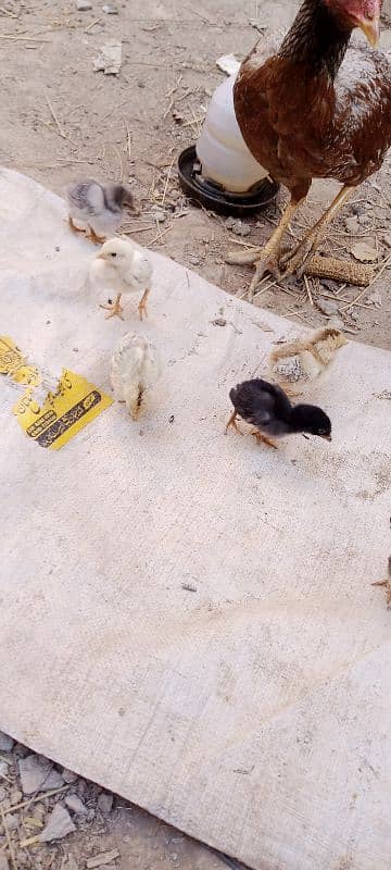 Aseel Chicks For Sale 5