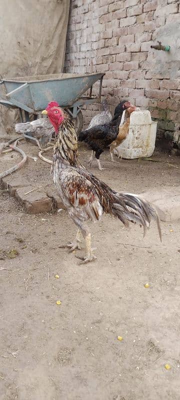 Aseel Chicks For Sale 6