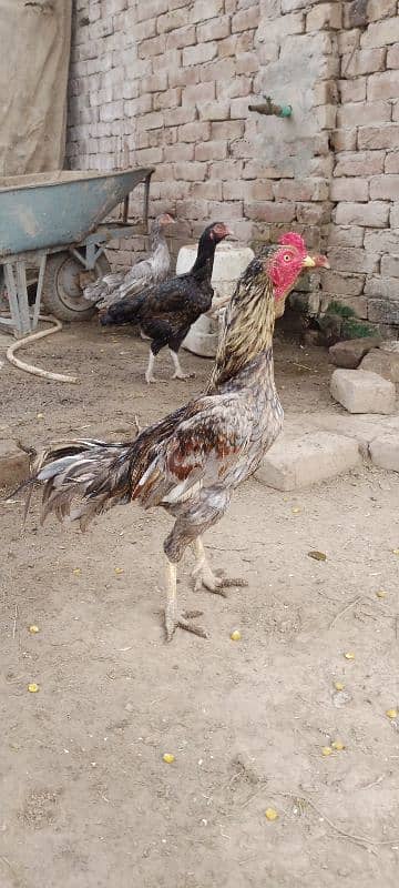 Aseel Chicks For Sale 7