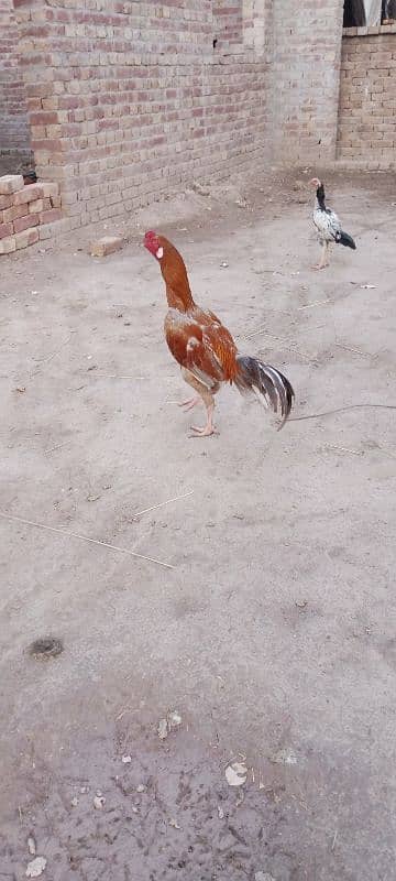 Aseel Chicks For Sale 8