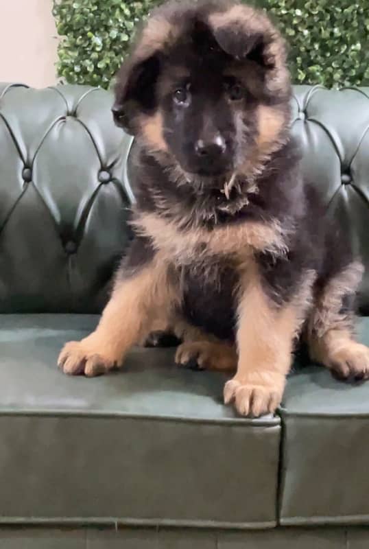 Top Quality German Shepherd Puppies 0