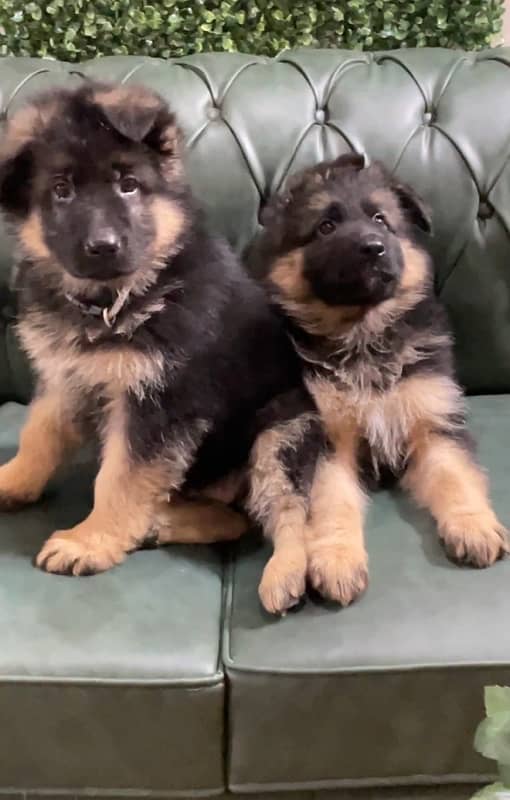 Top Quality German Shepherd Puppies 1