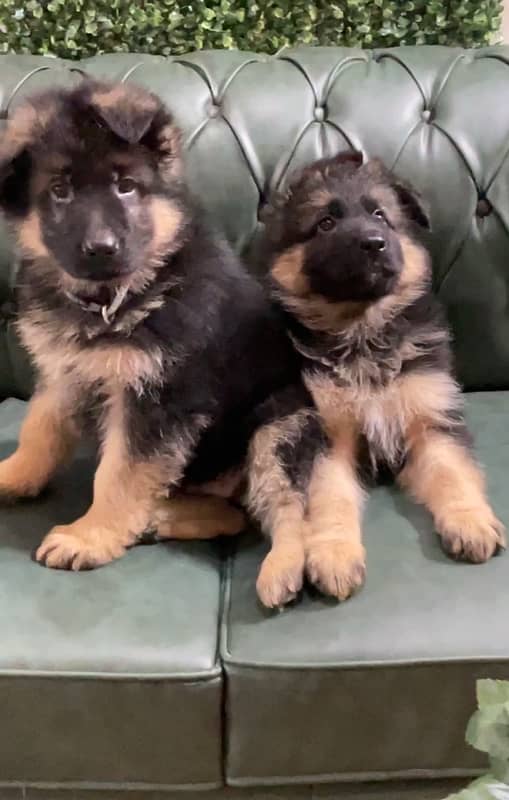 Top Quality German Shepherd Puppies 2