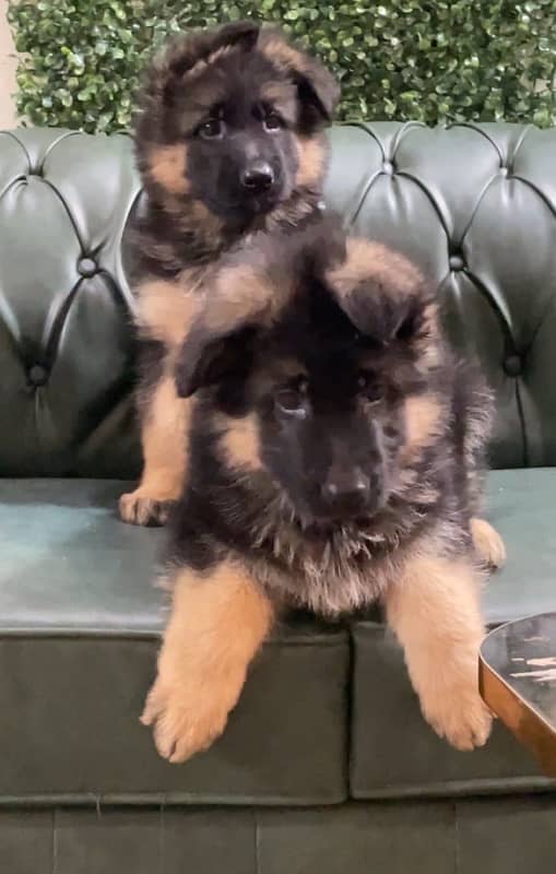 Top Quality German Shepherd Puppies 3