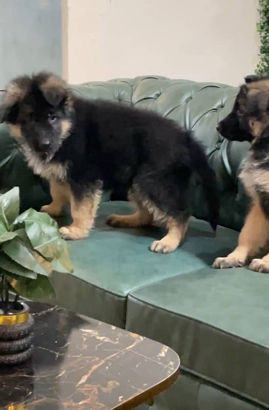 Top Quality German Shepherd Puppies 4