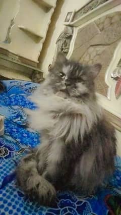 pure persian long coated punch face breeder female available age