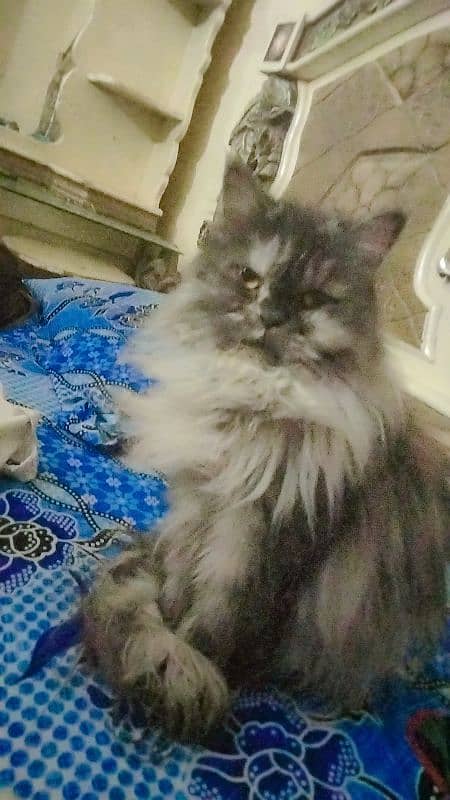 pure persian long coated punch face breeder female available age 1