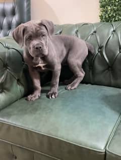 Imported Cane Corso top quality female imported From Russia