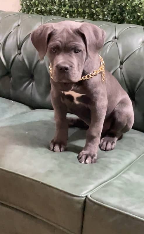 Imported Cane Corso top quality female imported From Russia 1