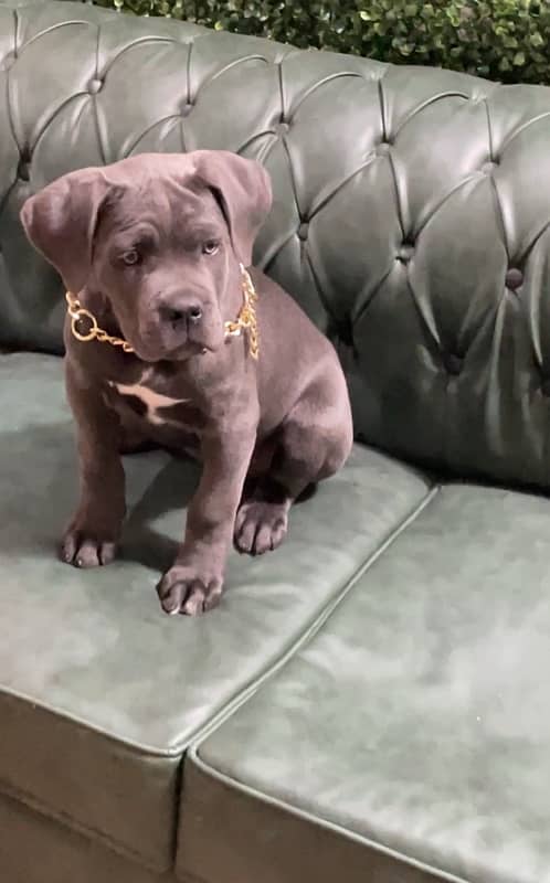 Imported Cane Corso top quality female imported From Russia 2