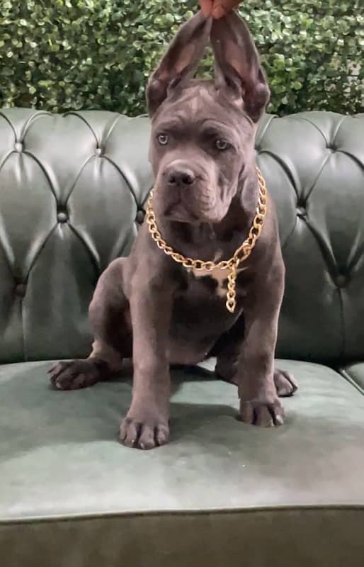 Imported Cane Corso top quality female imported From Russia 3