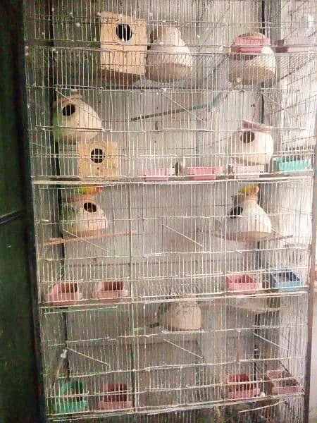 parrot cage 0