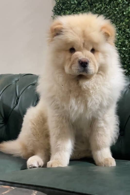 Imported Chow Chow female top Quality From Russia 0