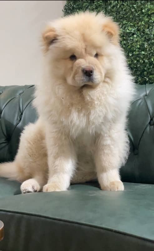 Imported Chow Chow female top Quality From Russia 1