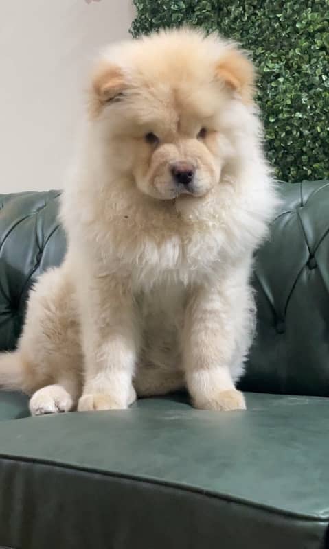 Imported Chow Chow female top Quality From Russia 2