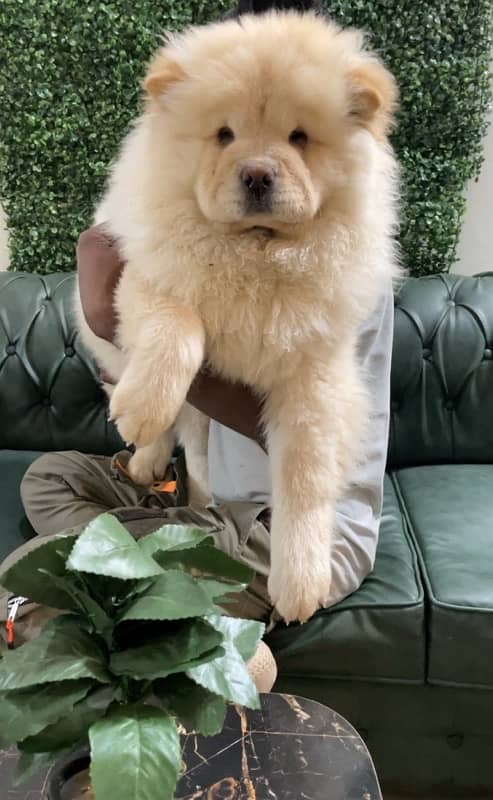 Imported Chow Chow female top Quality From Russia 3