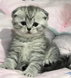 Imported Scottish Fold Kittens-Top quality