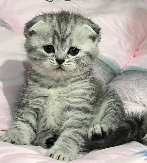 Imported Scottish Fold Kittens-Top quality 0