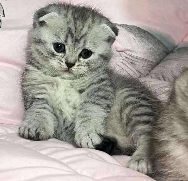 Imported Scottish Fold Kittens-Top quality 1