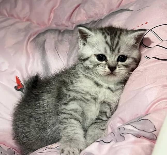 Imported Scottish Fold Kittens-Top quality 2