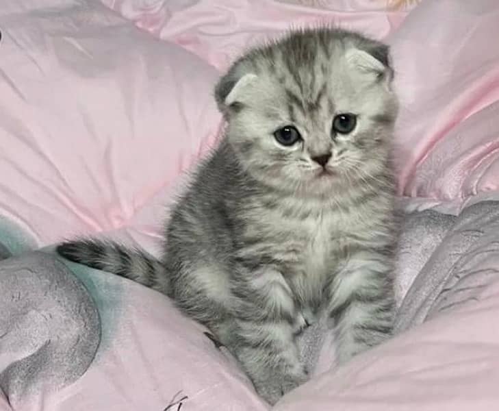 Imported Scottish Fold Kittens-Top quality 3