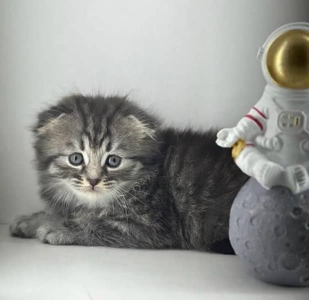 Imported Scottish Fold Kittens-Top quality 7