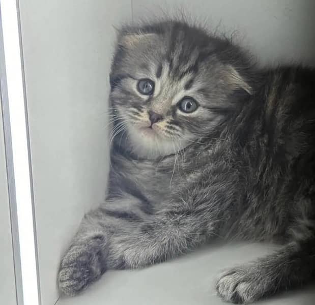 Imported Scottish Fold Kittens-Top quality 8