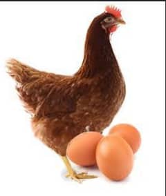 Organic table eggs,300/dozen