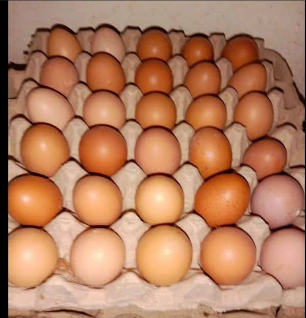 Organic table eggs,300/dozen 1