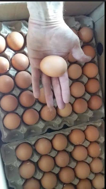 Organic table eggs,300/dozen 2