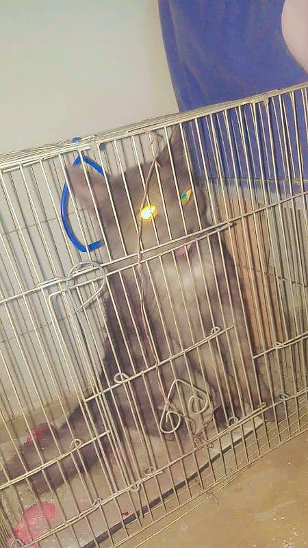 Grey Persian Triple Coat Cat Price Negotiable! 2